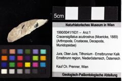 Foto (Objket + Etiketten) von Gastrosacus torosus (Robins et al., 2013) 